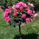 Trandafir copacel  Wielkokwiatowa Ciemnorozowa Rna
